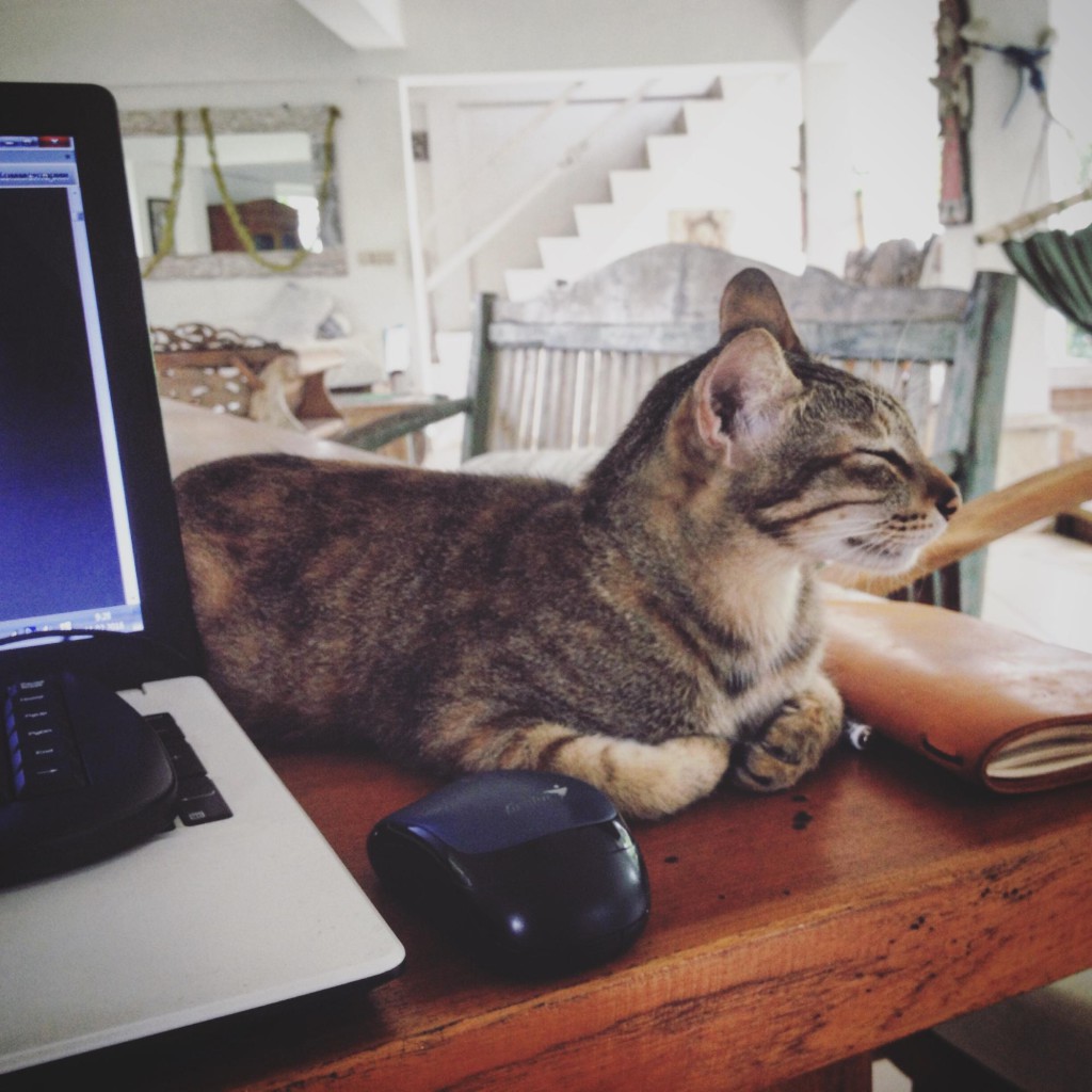 Где можно поработать с ноутбуком в москве. Котик на удаленке. Удаленка с котом. Кошка в офисе с телефоном. Домашние коты в прошлом.