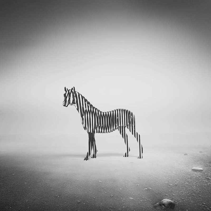 Zebra Mist high
